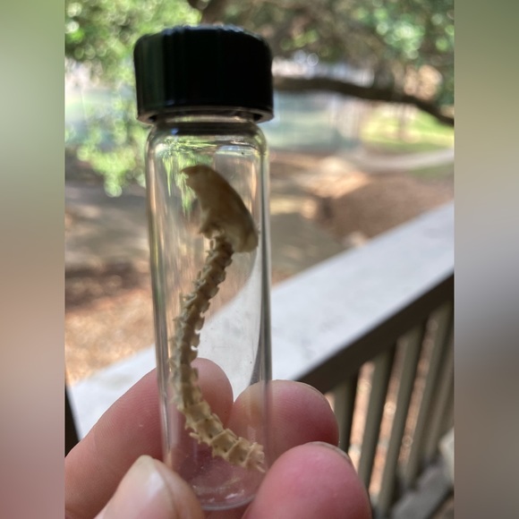 “DRAGON BONES” handmade 25 yrs ago, snake & lizard (?) sealed glued Vial EVC 🐉 - Picture 3 of 12